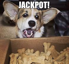 jackpotdog