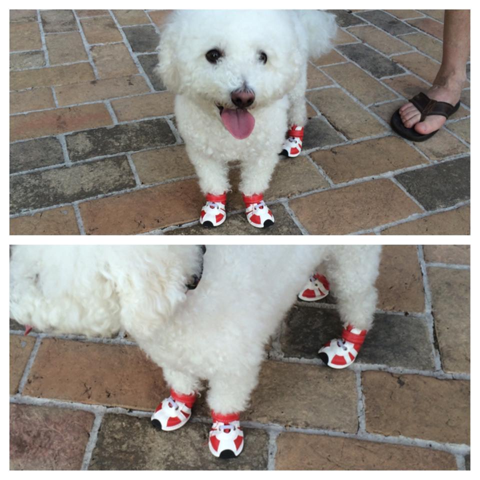 dog in shoes